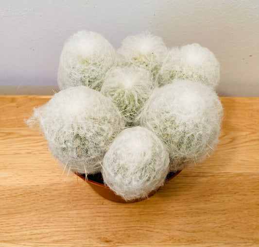 Espostoa Melanostele subs. Nana Cotton Ball Cactus