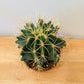 Ferocactus Glaucescens