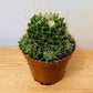 Mammillaria Decipiens