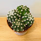 Echinopsis Multiplex