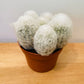 Espostoa Melanostele subs. Nana Cotton Ball Cactus
