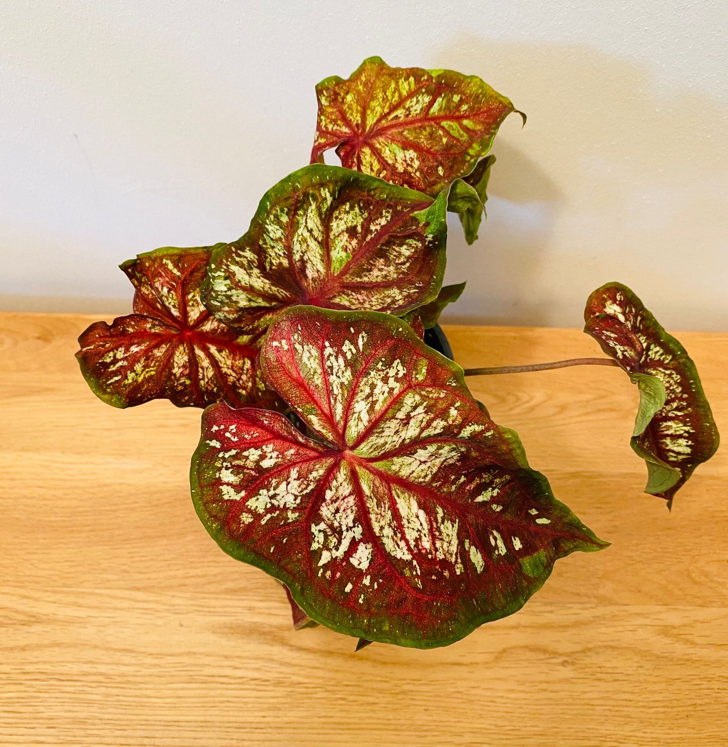 Caladium Chinook