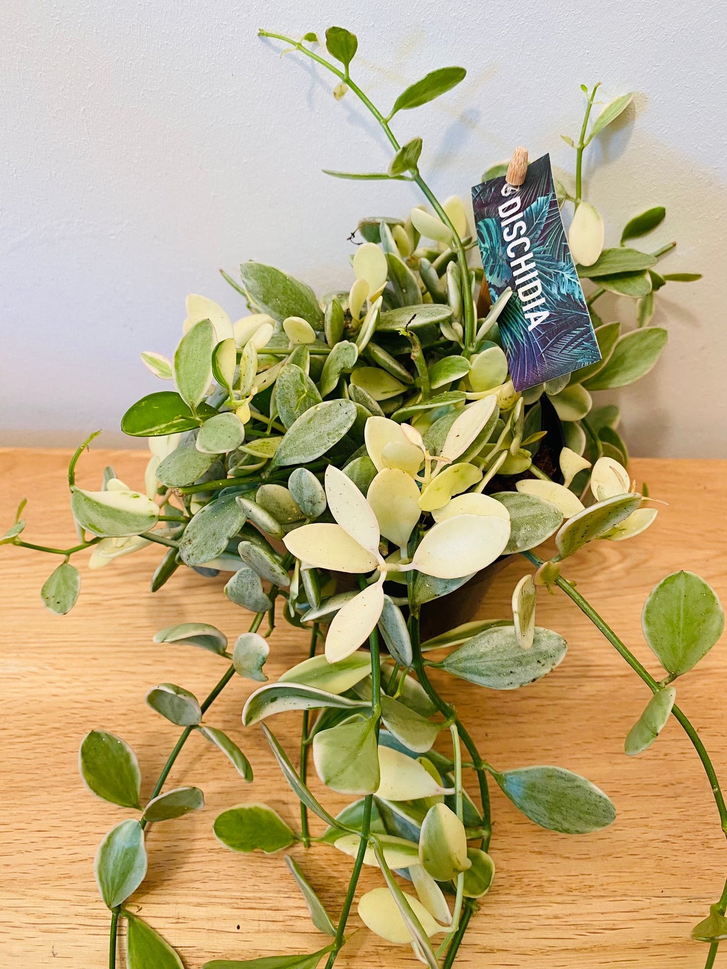 Dischidia Oiantha ‘White Diamond’