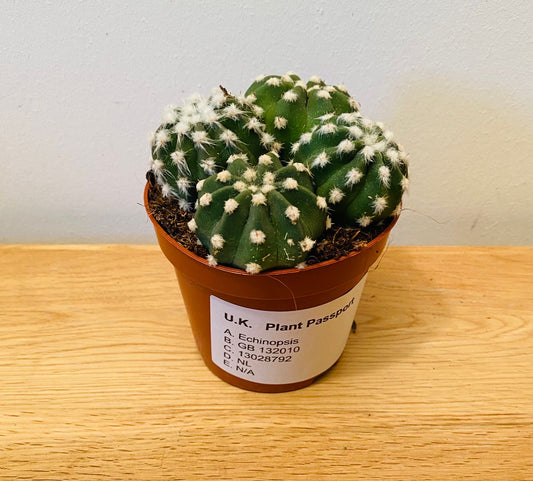 Echinopsis Multiplex