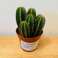 Pachycereus Marginatus