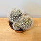Neoporteria Nidus
