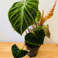 Philodendron Verrucosum Incensi