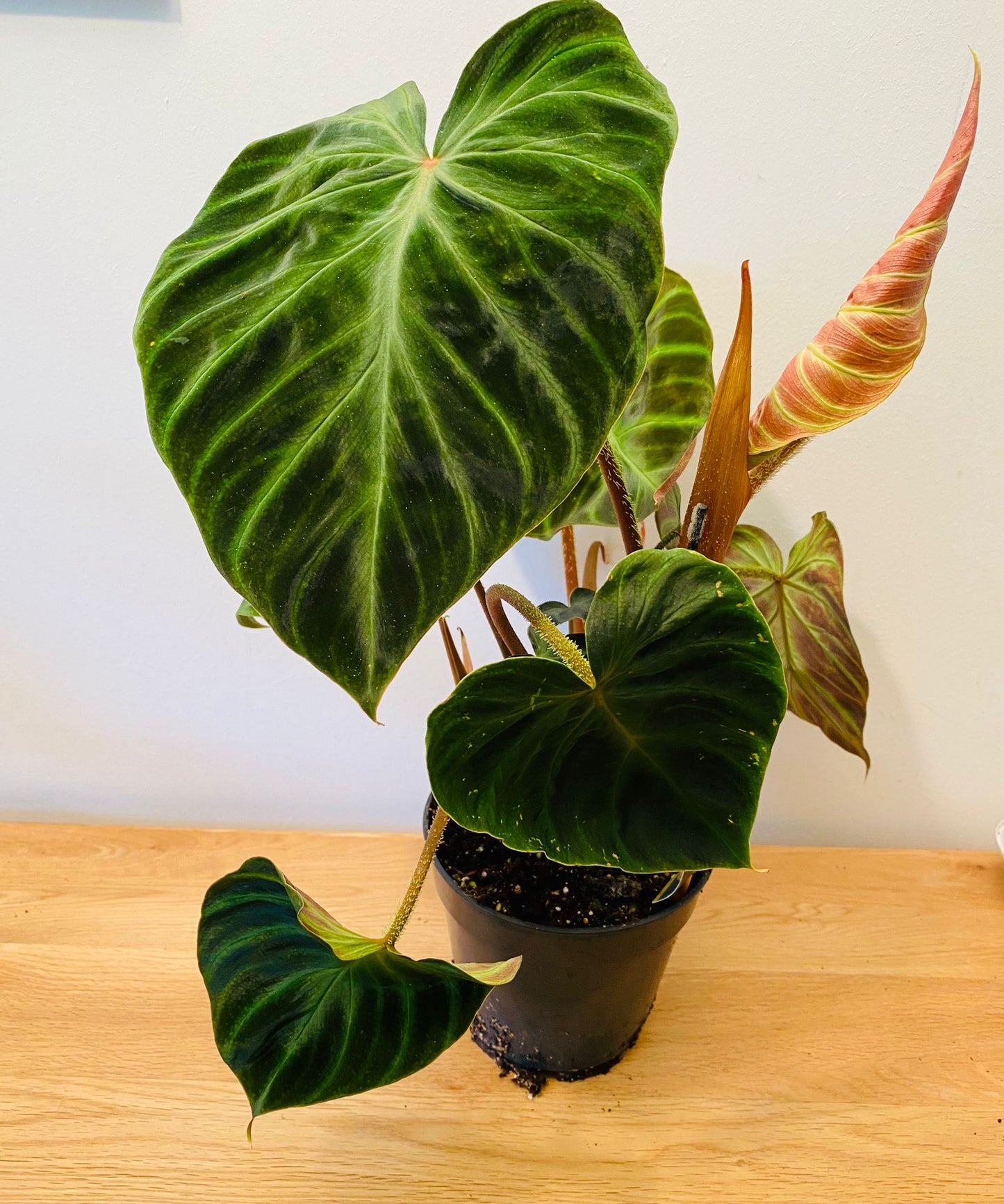 Philodendron Verrucosum Incensi