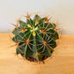 Ferocactus Electracanthus