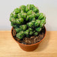 Cereus Peruvianus Monstrosus