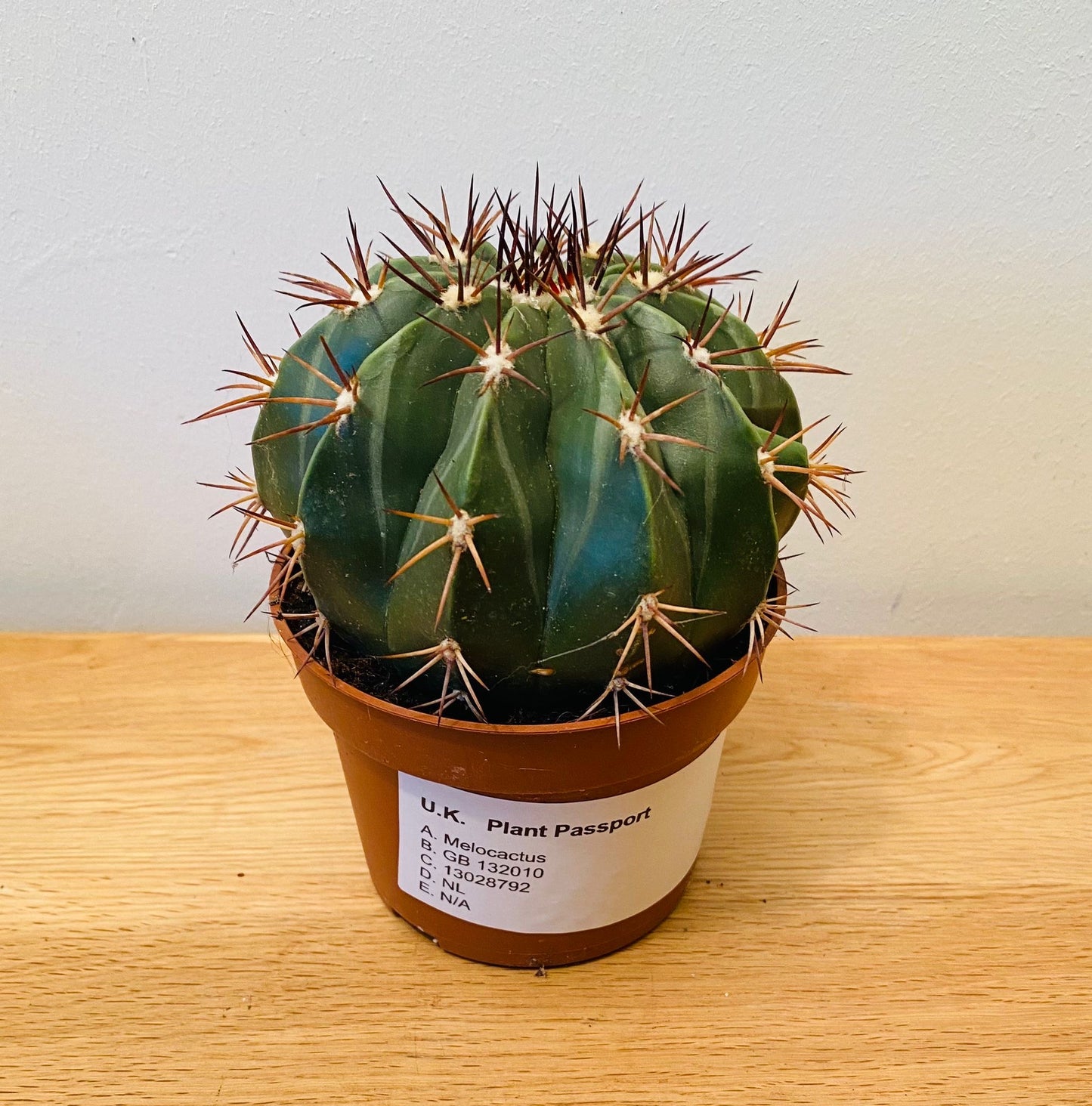 Melocactus Maxonii