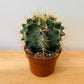 Ferocactus Glaucescens