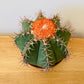 Melocactus Matazanus