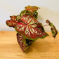 Caladium Chinook