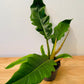 Philodendron Narrow Escape