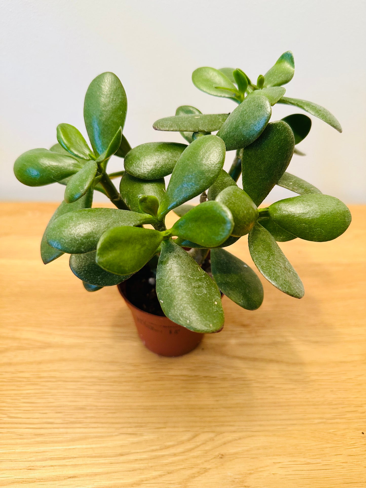 Crassula Ovata Jade Plant Money Tree