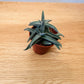 Crassula Mesembryanthemoides ‘Tenelli’