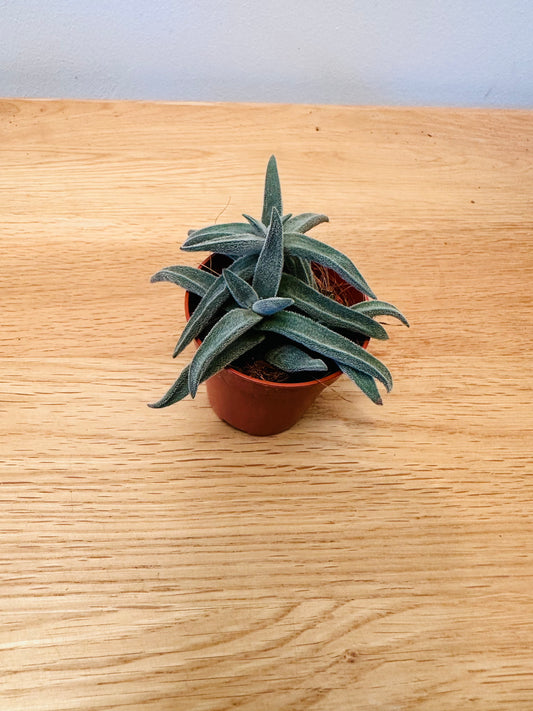 Crassula Mesembryanthemoides ‘Tenelli’
