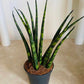 Sansevieria Cylindrica Fernwood