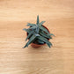 Crassula Mesembryanthemoides ‘Tenelli’