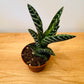 Gonialoe Variegata