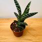 Gonialoe Variegata