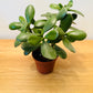 Crassula Ovata Jade Plant Money Tree