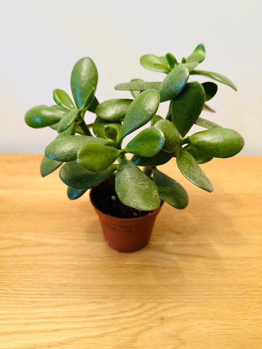 Crassula Ovata Jade Plant Money Tree