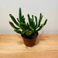 Crassula cv. Gollum