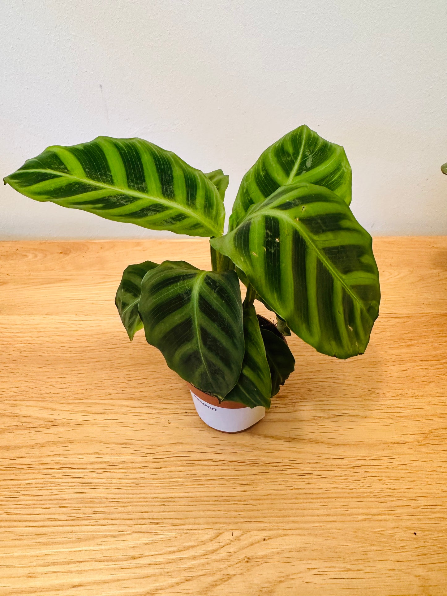 Calathea Zebrina