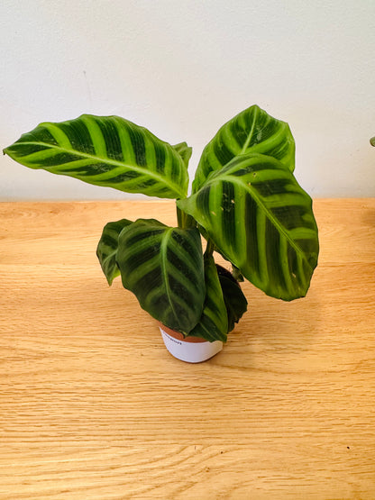 Calathea Zebrina