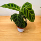 Calathea Zebrina