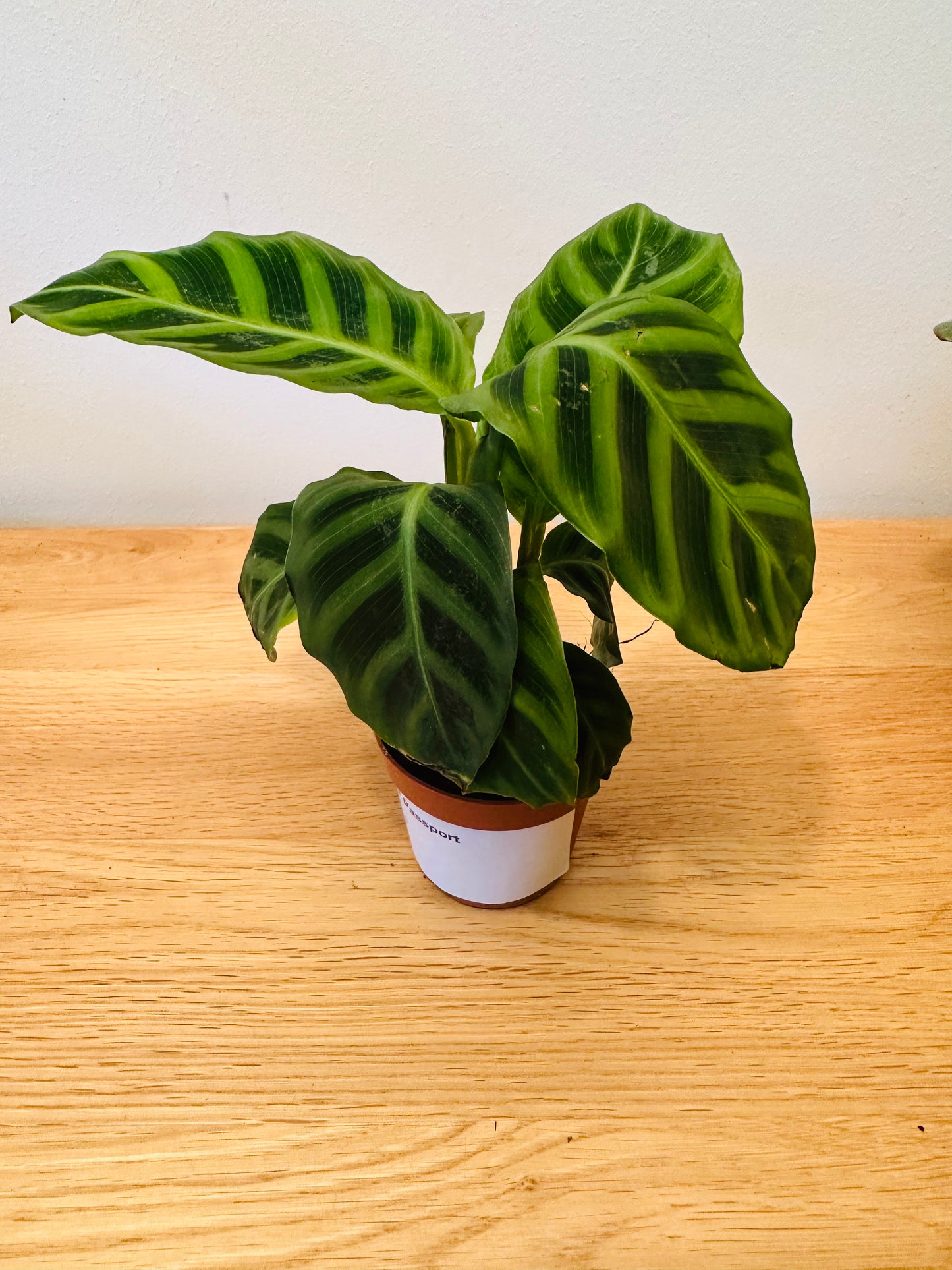 Calathea Zebrina