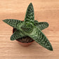 Gonialoe Variegata