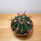 Ferocactus Latispinus