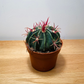 Ferocactus Latispinus