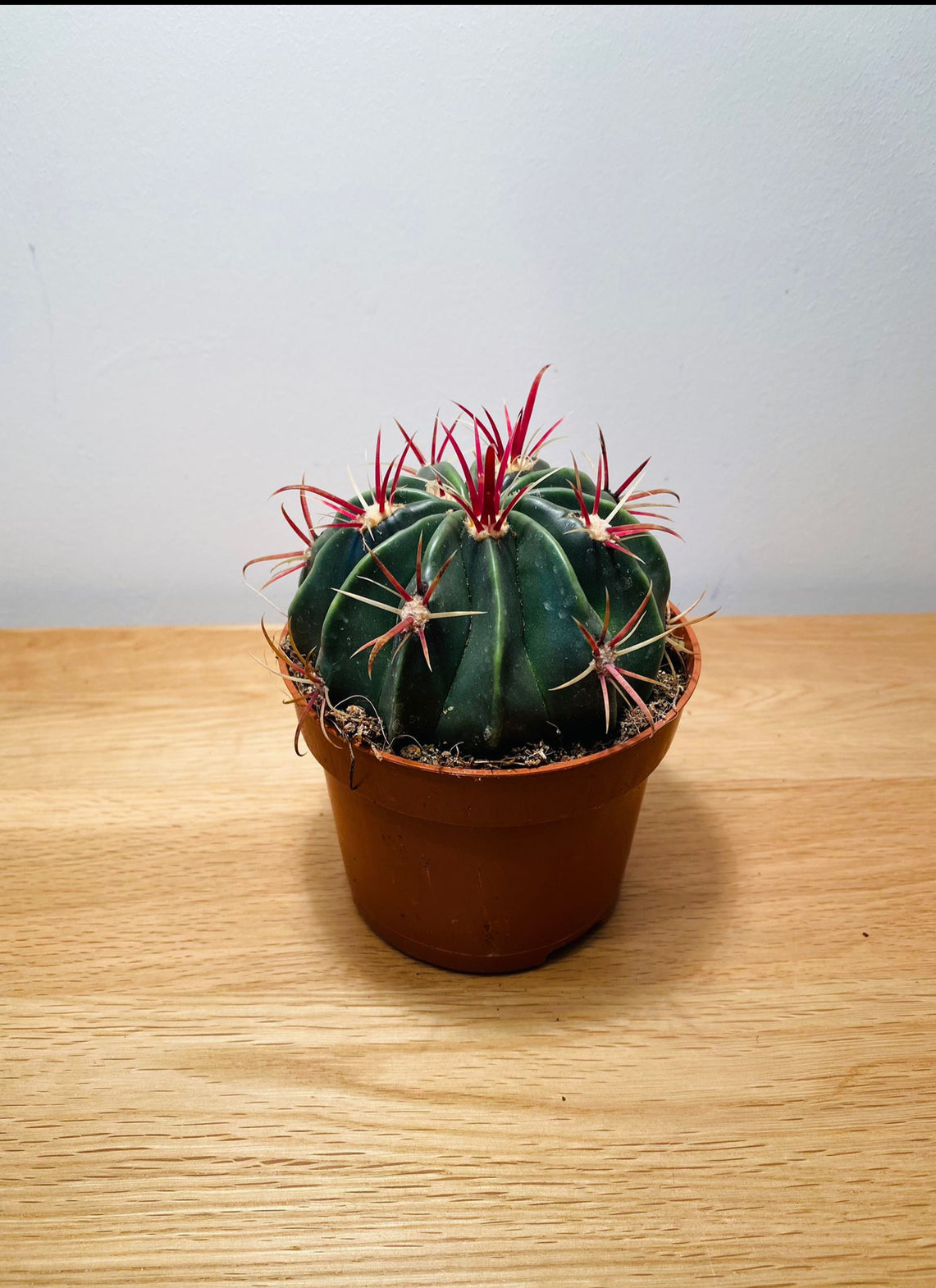 Ferocactus Latispinus