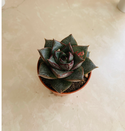 Echeveria Dionysos Succulent in 5.5cm Pot Cassandra's Plants