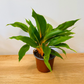 Chlorophytum Orchidastrum Fire Flash 12cm pot Cassandra's Plants