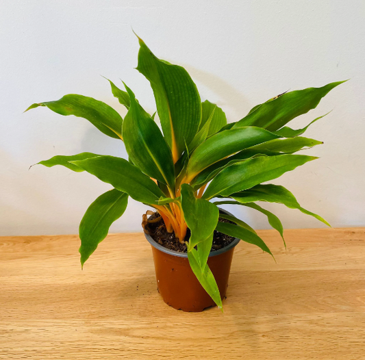 Chlorophytum Orchidastrum Fire Flash 12cm pot Cassandra's Plants