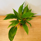 Chlorophytum Orchidastrum Fire Flash 12cm pot Cassandra's Plants