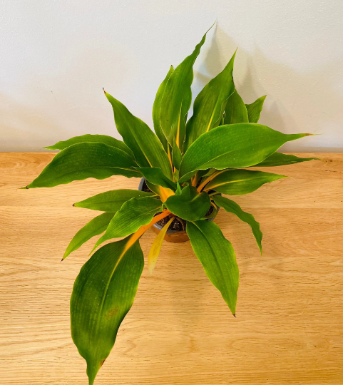 Chlorophytum Orchidastrum Fire Flash 12cm pot Cassandra's Plants
