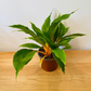Chlorophytum Orchidastrum Fire Flash 12cm pot Cassandra's Plants
