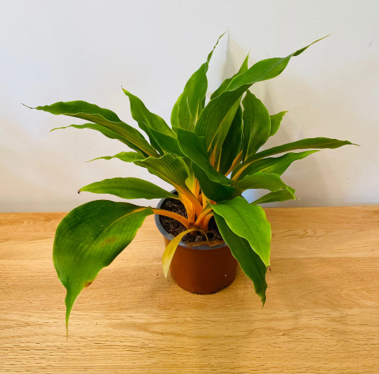 Chlorophytum Orchidastrum Fire Flash 12cm pot Cassandra's Plants