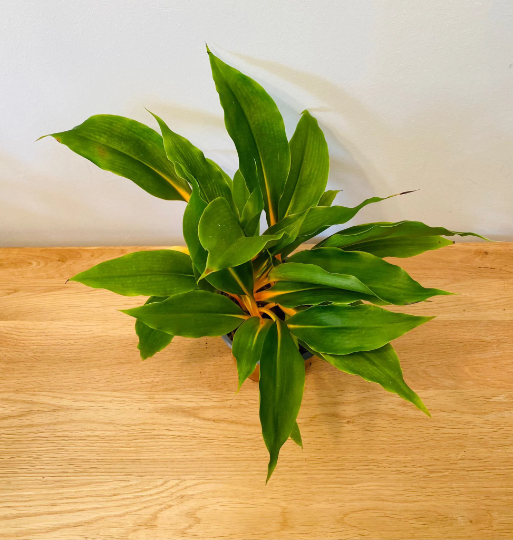 Chlorophytum Orchidastrum Fire Flash 12cm pot Cassandra's Plants