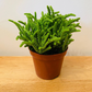 Crassula Muscosa Watch Chain 8.5cm Pot Cassandra's Plants