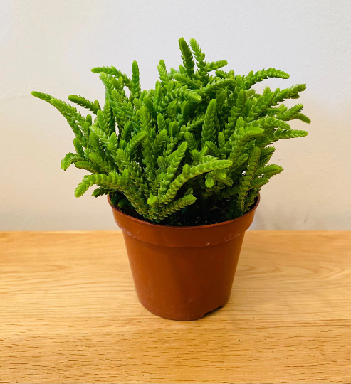 Crassula Muscosa Watch Chain 8.5cm Pot Cassandra's Plants