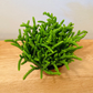 Crassula Muscosa Watch Chain 8.5cm Pot Cassandra's Plants