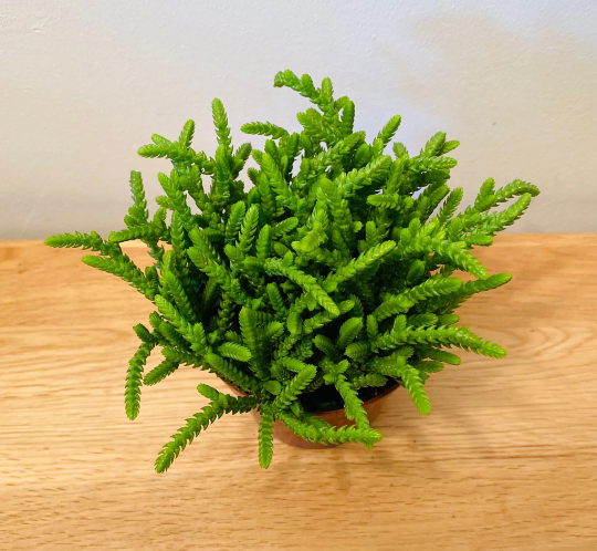 Crassula Muscosa Watch Chain 8.5cm Pot Cassandra's Plants
