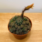 Echinopsis ancistrophora ssp. arachnacantha 8.5cm Pot Cassandra's Plants